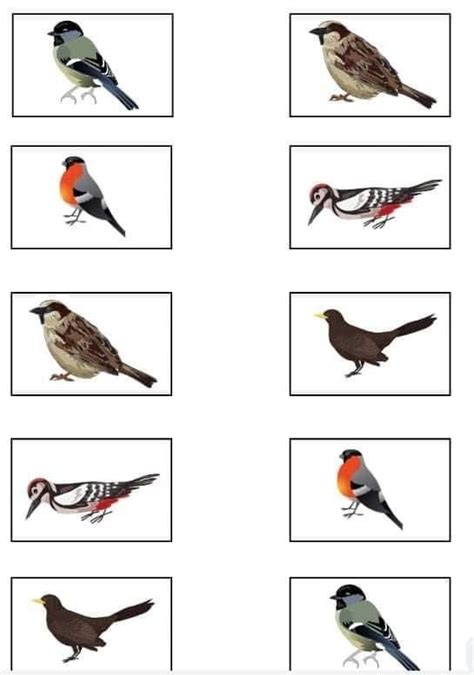 Bird Fly Worksheet 的图像结果