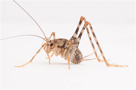Invasive Camel Crickets Widespread in US Homes | Live Science