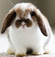 Image result for Super Cute Lop Bunny