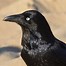Image result for raven