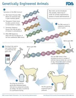 Genetic Engineering Process 的图像结果