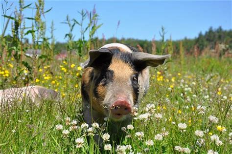 梦见猪是什么意思 梦到猪是什么预兆 - 万年历