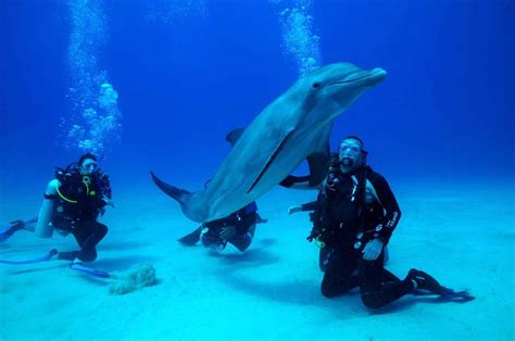 How Deep Can Dolphins Dive at Joel Kates blog
