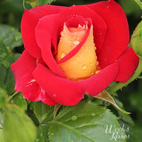 Rosa 'Ketchup and Mustard' | Floribunda Roses | Arts Nursery Garden and ...