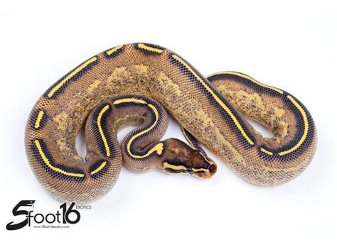 Image result for Leopard Freeway Ball Python