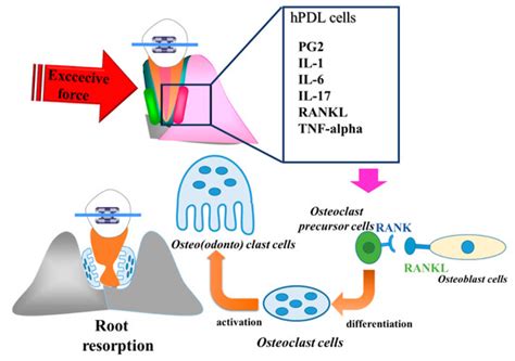 IJMS | Special Issue : Oral Inflammation—Environment, Molecules, and ...