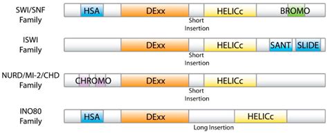 Intrinsic Disorder of the BAF Complex: Roles in Chromatin Remodeling ...