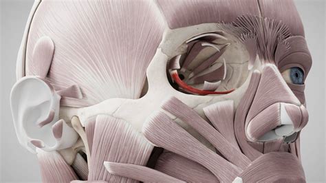 Musculus obliquus inferior - DocCheck