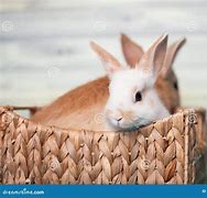 Image result for Baby Bunnies in a Basket