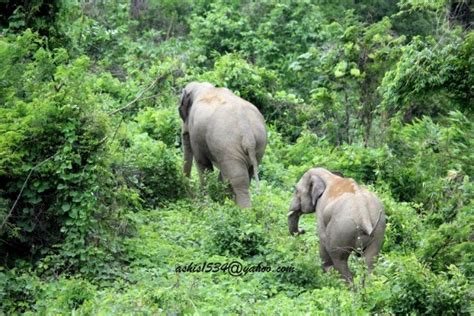 Chunati Wildlife Sanctuary 1