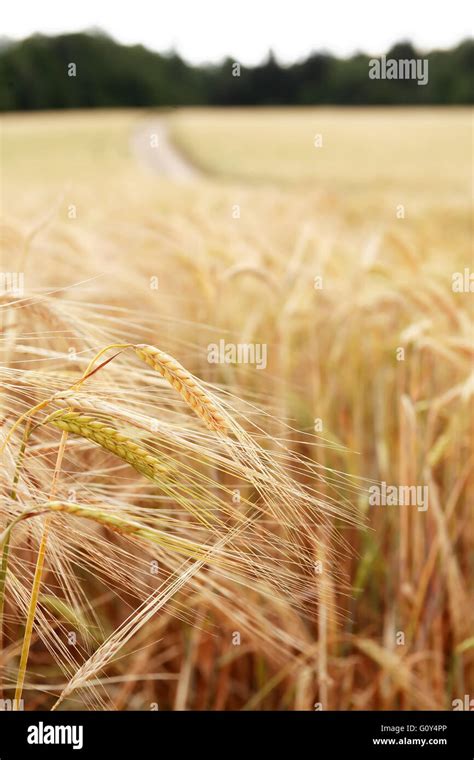 Field 的图像结果