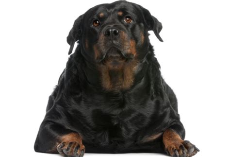 Overweight Dog Diet – Canine Craving