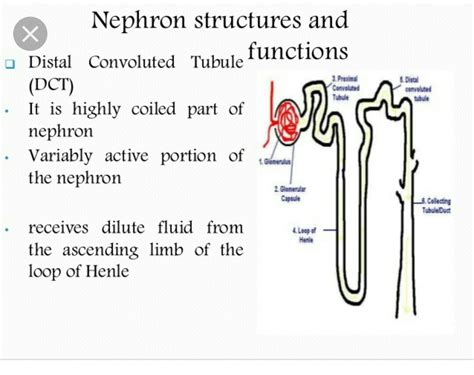 write the structure and function of nephron - Brainly.in