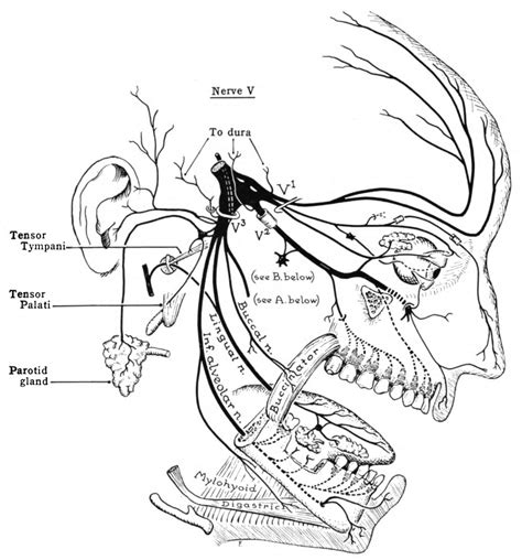 Cranial Nerve Drawing at GetDrawings | Free download