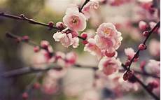 Nature Cherry Blossom Laptop Wallpaper by Cherry Blossom Desktop Backgrounds Wallpaper Cave Nature Cherry Blossom Laptop Wallpaper