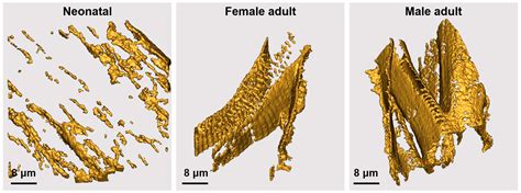 In Situ Structural Characterization of Cardiomyocyte Microenvironment ...