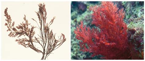 Classification and economic importance of algae — lesson. Science State ...
