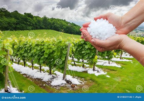 Ice Balls in the Vineyard after a Heavy Hailstorm, Damaged Grape Leaves ...
