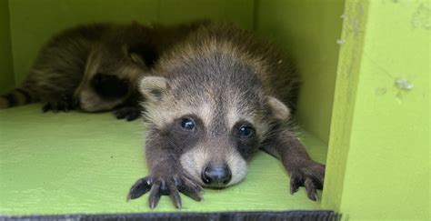 Do Raccoons Hibernate? | Skedaddle Baltimore