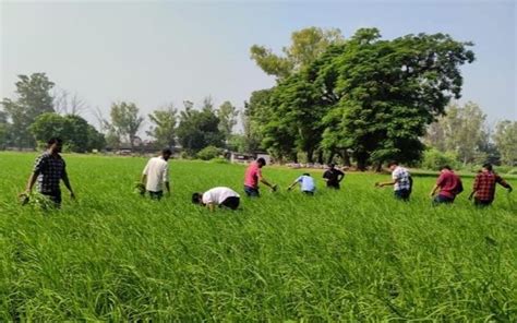 Rural Agricultural Work Experience Programme to tackle Food Security ...