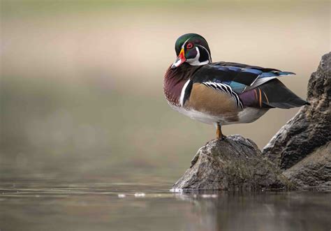 19 Wood Duck Facts About These Quirky Quackers - Facts.net