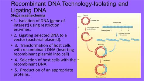 Recombinant DNA Technology Steps 的图像结果