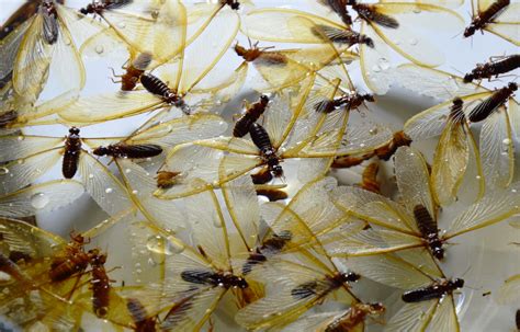 Understanding Winged Termites in Arizona