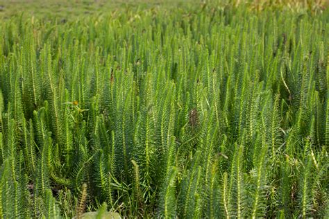 The Dangerous Nature Of Marestail Or Horseweed