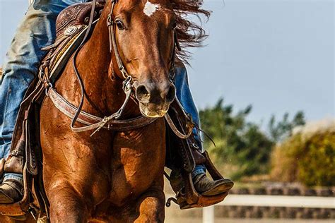 Reining Collection 的图像结果