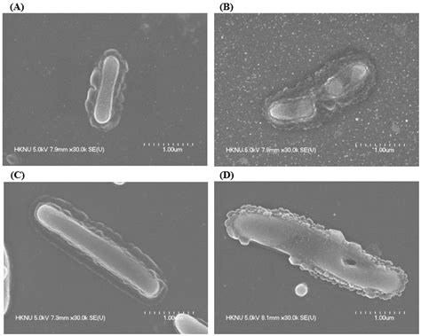 Extracellular Synthesis of Bioactive Silver Nanoparticles Using ...