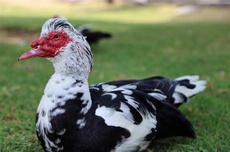 The Muscovy Duck Removal Program Has Been Greenlit