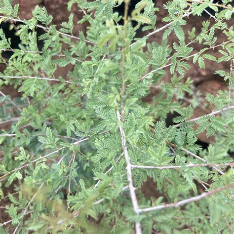 Kadiyam Nursery | Buy Avenue Trees, Plants, and Garden Supplies Online ...