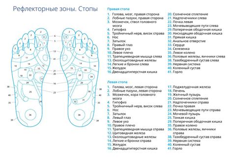 Точки на стопе отвечающие за органы: как правильно массировать