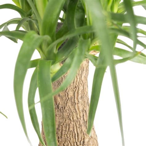 Costa Farms Easy To Grow Ponytail Palm House Plant in 6-in Pot M-PTP-G ...