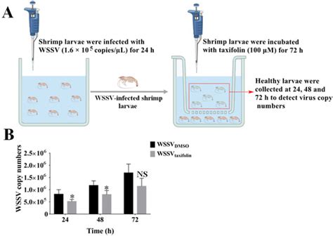 Taxifolin Inhibits WSSV Infection and Transmission by Increasing the ...