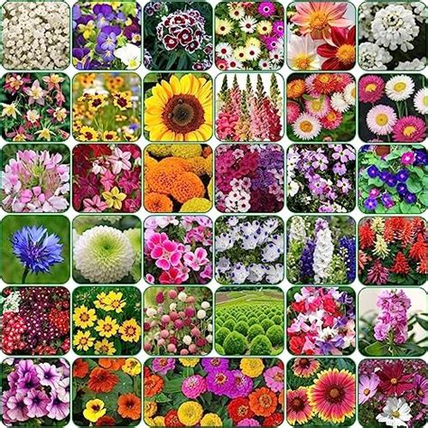 Kraft Seeds by 10CLUB Fresh Garden Flower Seeds (15 Packets, Mix Approx ...