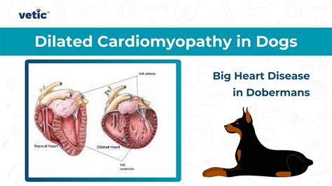 Dilated Cardiomyopathy in Dogs: Signs, Diagnosis and Treatment