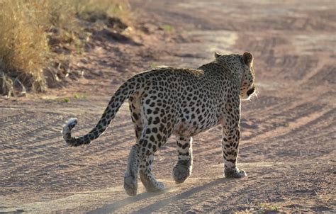 Wallpaper leopard, Africa, Namibia for mobile and desktop, section ...