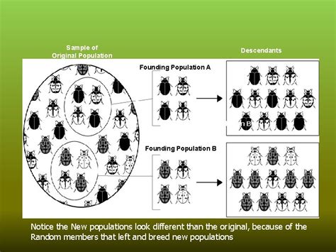 Image result for Genotype Example
