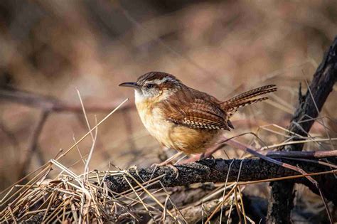 Carolina Wren Bird - All Bird Species