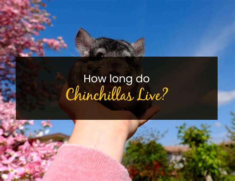How Long Do Chinchillas Live? - Little Pet Corner