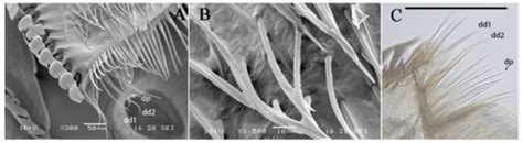 Diversity | Special Issue : Freshwater Zoobenthos Biodiversity ...
