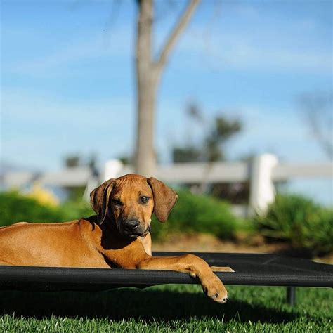 Washable Foldable Puppy Beds – dogtownindia