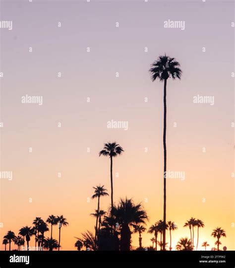 Palm Springs Palms at Sunrise Stock Photo - Alamy