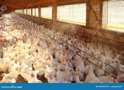 Una Granja De Pollos Que Se Encuentran En Foto de archivo - Imagen de ...