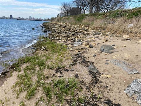 'Living shorelines' becoming more common in CT for erosion control