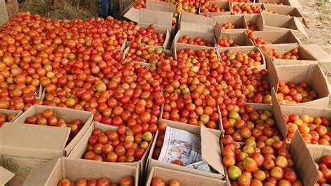 Farmers are worried about tomato price in the market