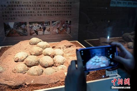 广东河源恐龙博物馆馆藏恐龙蛋化石超2万枚-搜狐大视野-搜狐新闻