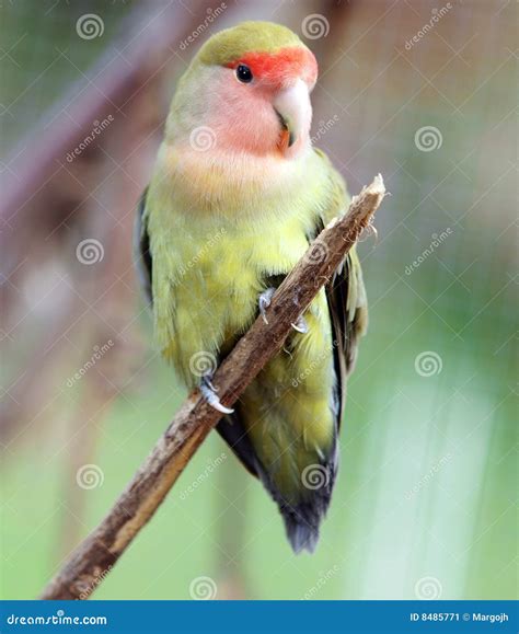Peach Faced Lovebird stock image. Image of avian, love - 8485771