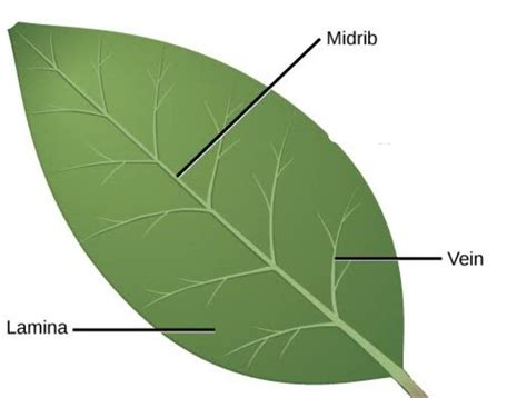 what are the functions of lamina and vein in leaf ? - Brainly.in